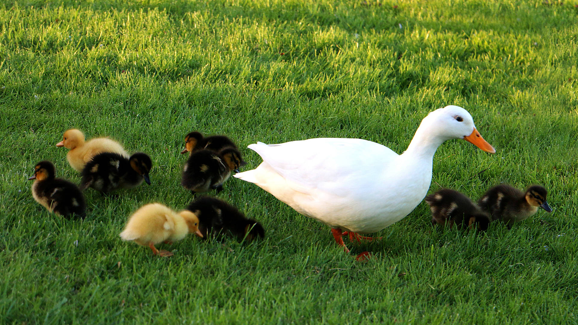 White Duck With Cute Ducklings Background