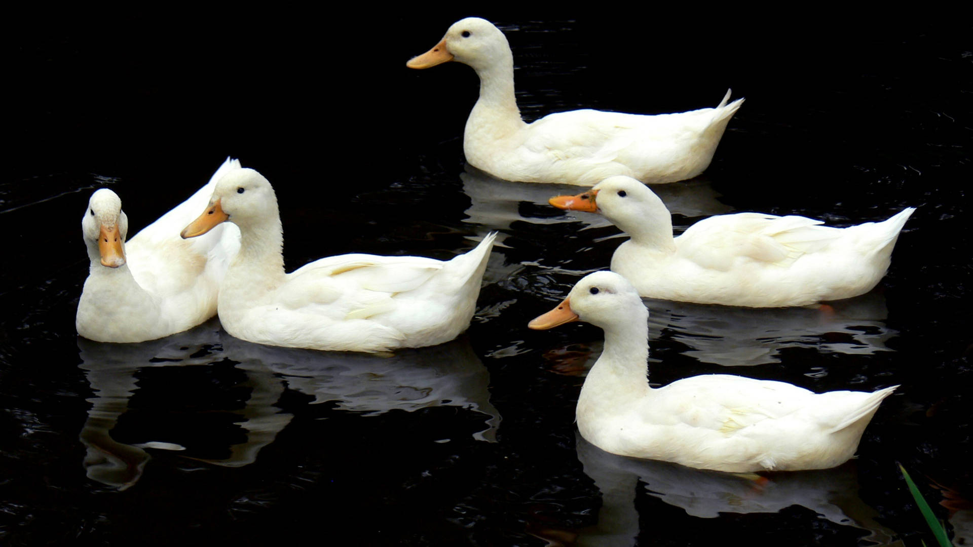 White Ducks In Dark Water Background