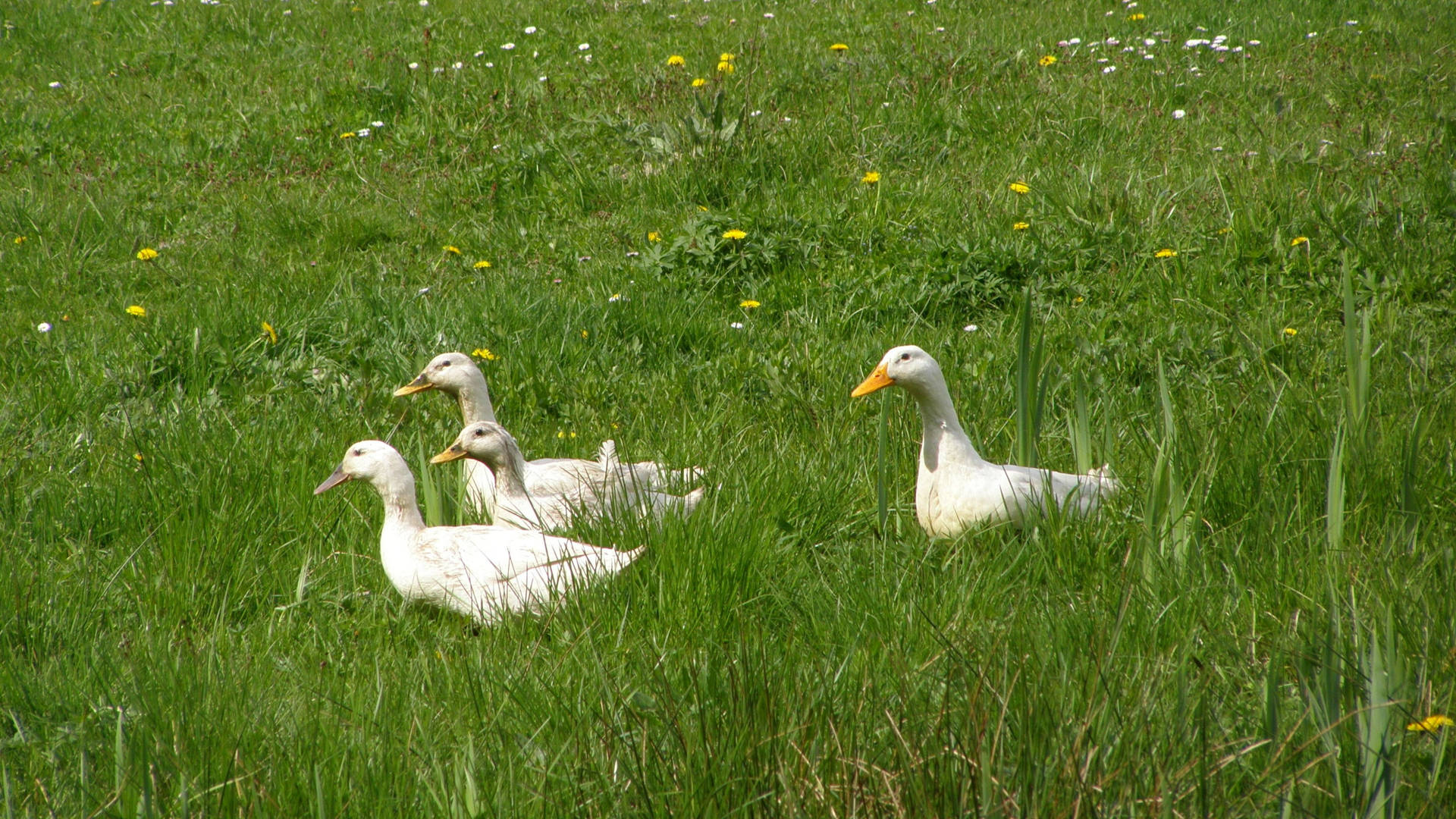 White Ducks In Grass Background
