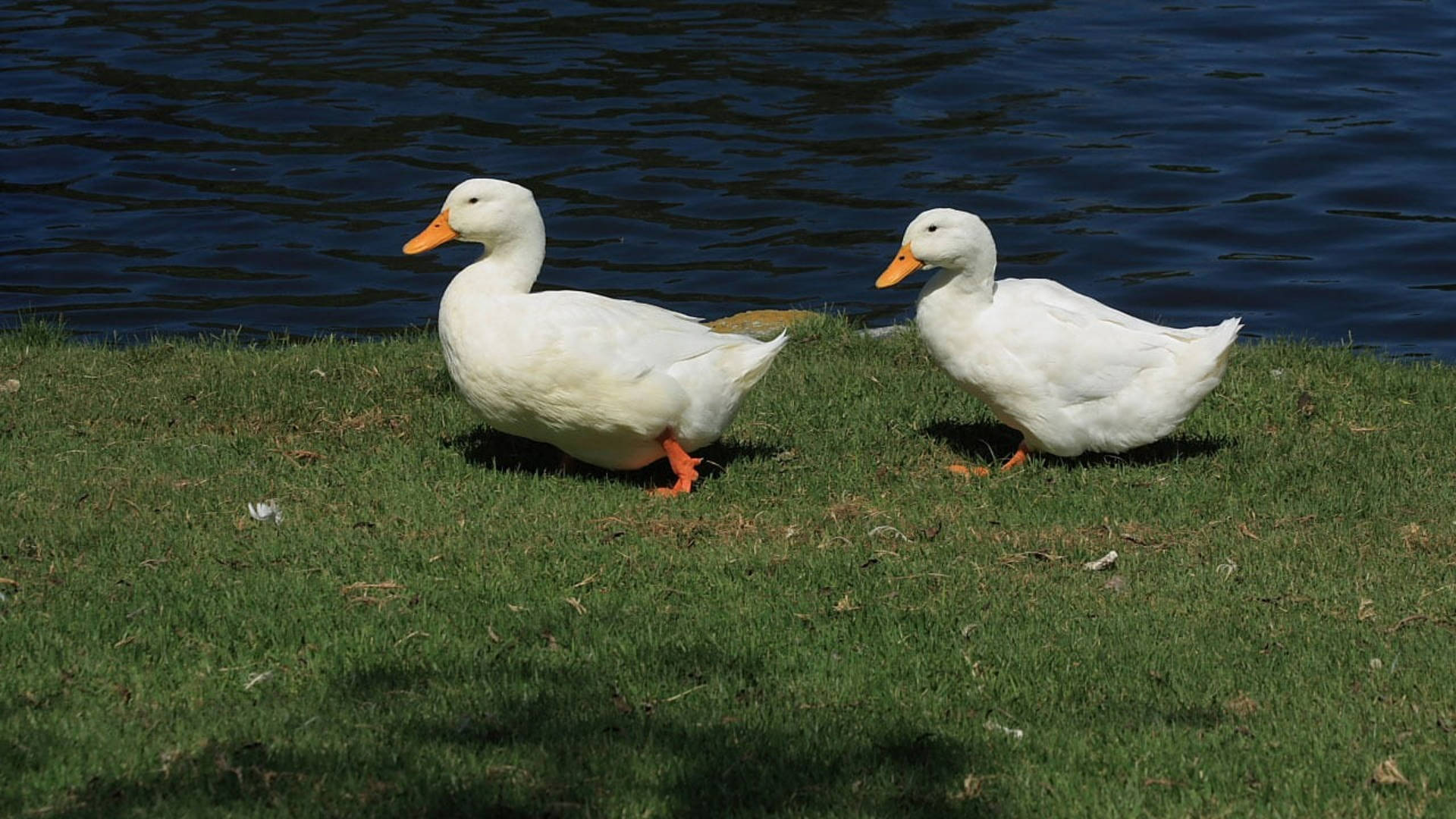 White Ducks In The Lake Background