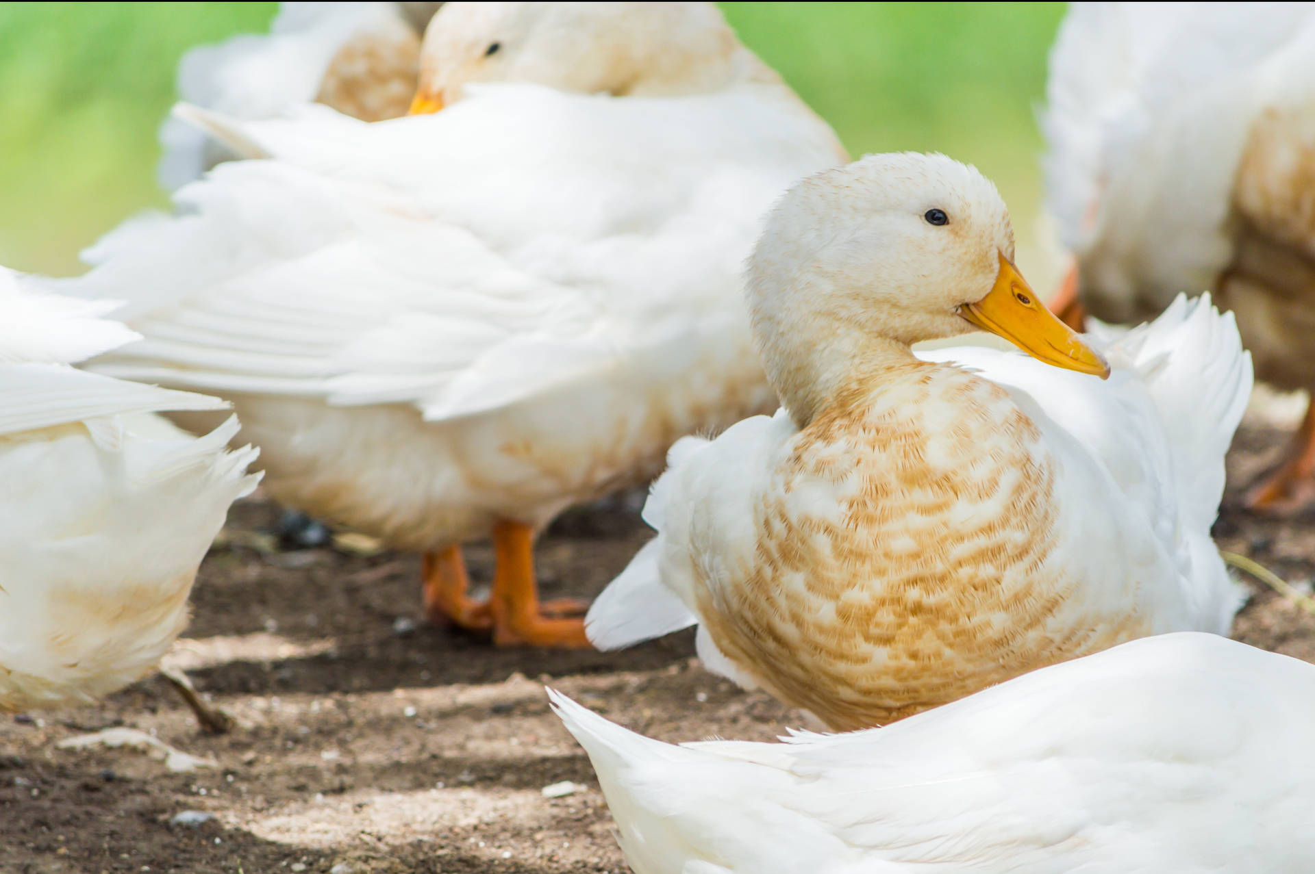 White Ducks With Brown Feathers