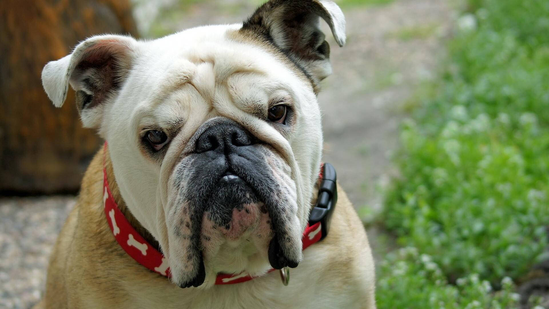 White English Bulldog Background