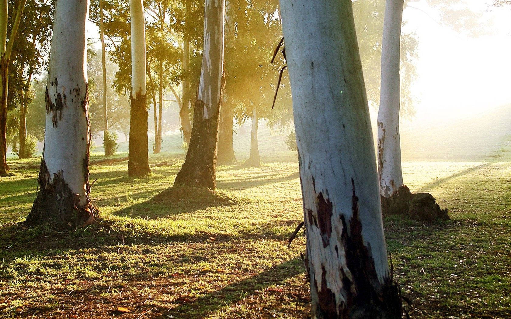 White Eucalyptus Trunk Background