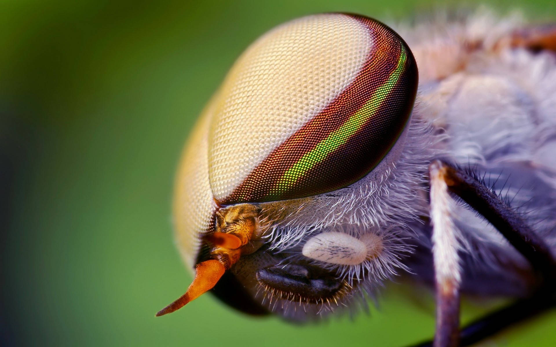 White Eye Compound Fly