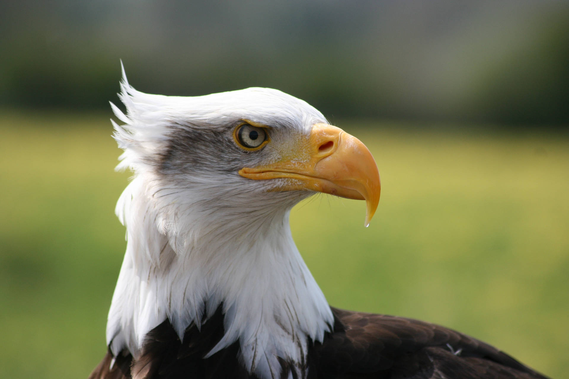 White Eyed Eagle Background