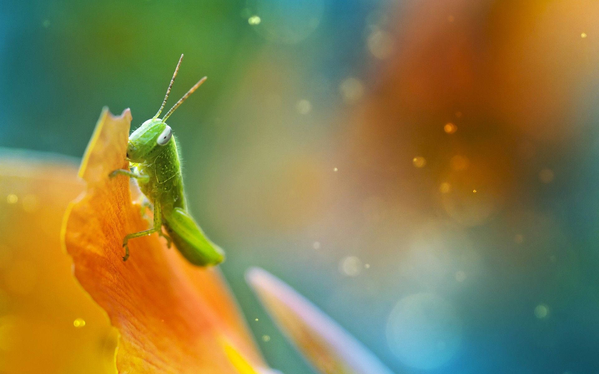 White-eyed Grasshopper Background