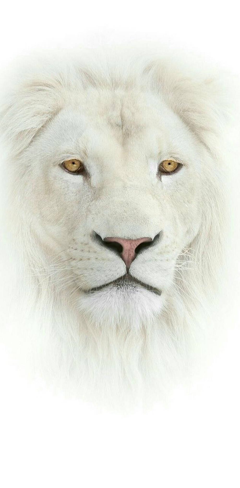 White Face Lion Iphone Background