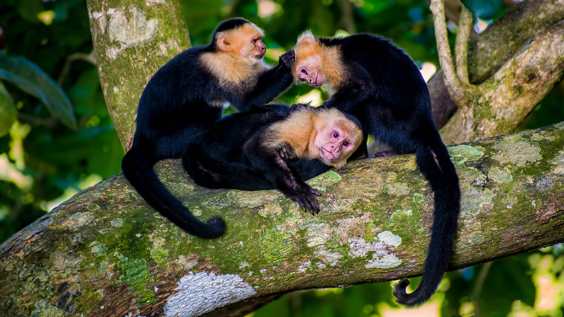 White Faced Capuchin Monkey Family Background