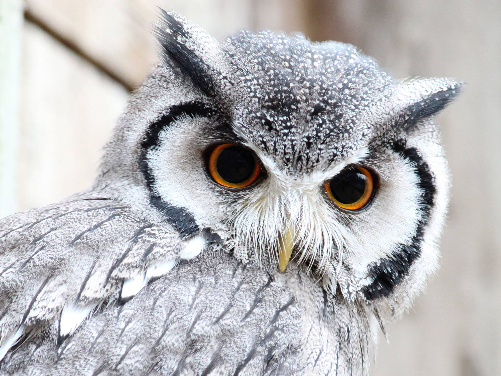 White Faced Cute Owl Background