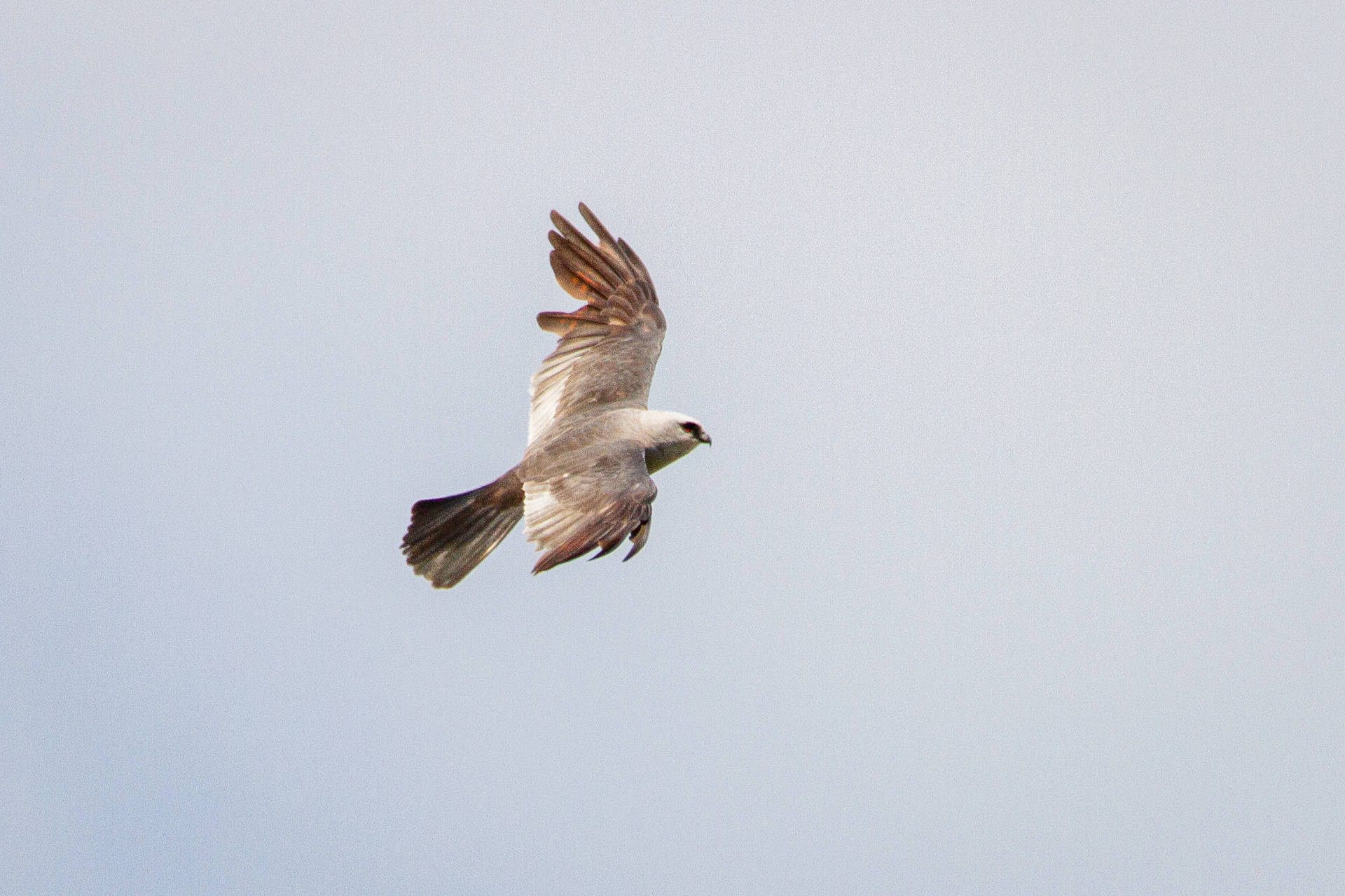 White Falcon Soaring In The Sky Background