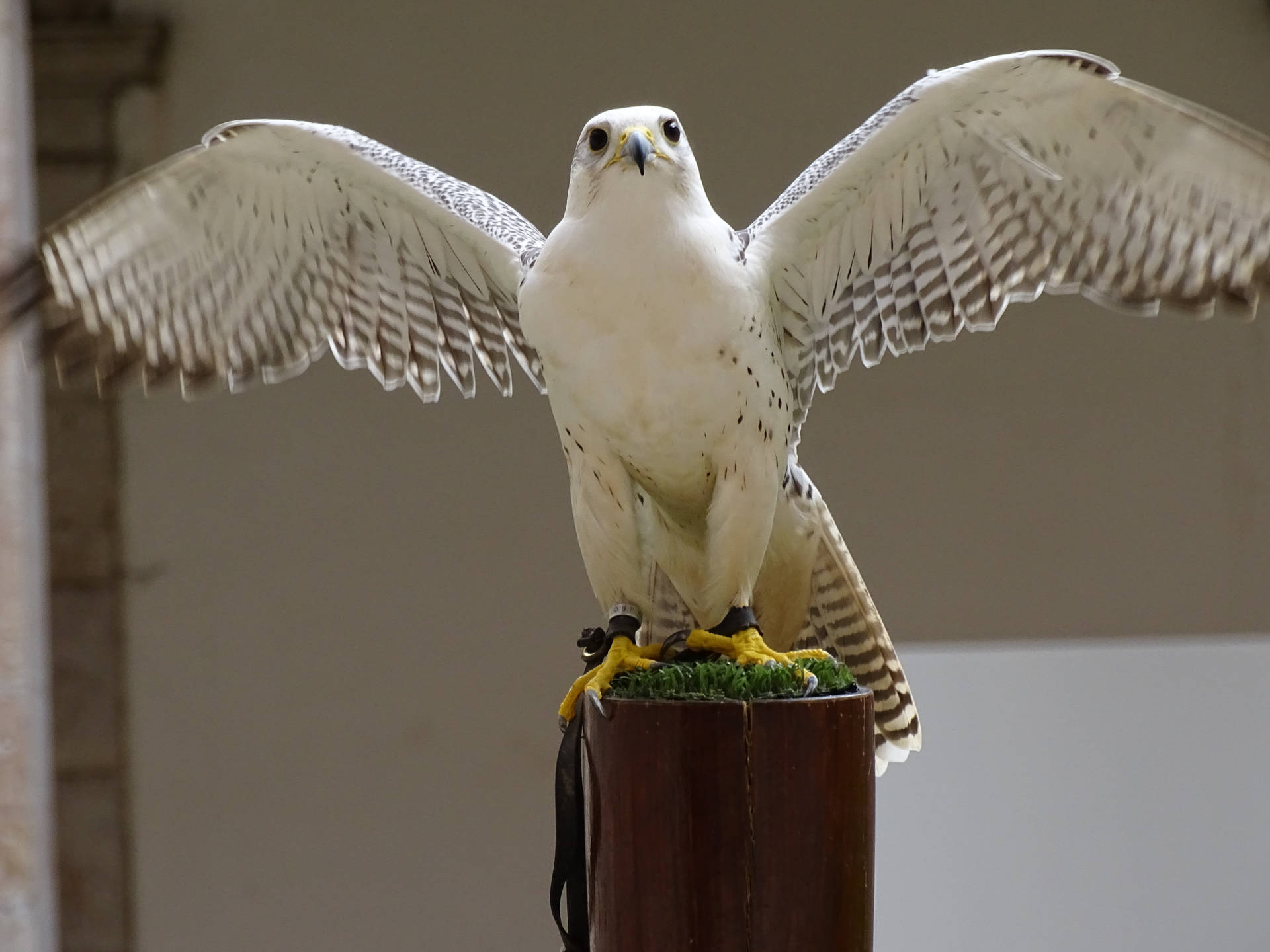 White Falcon Spread Wings Background