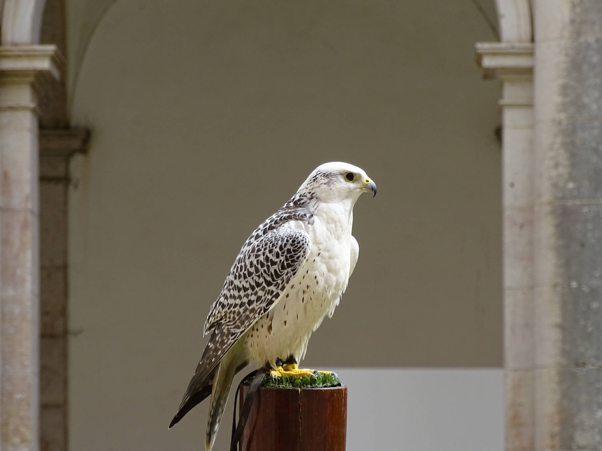 White Falcon With Black Specks Background