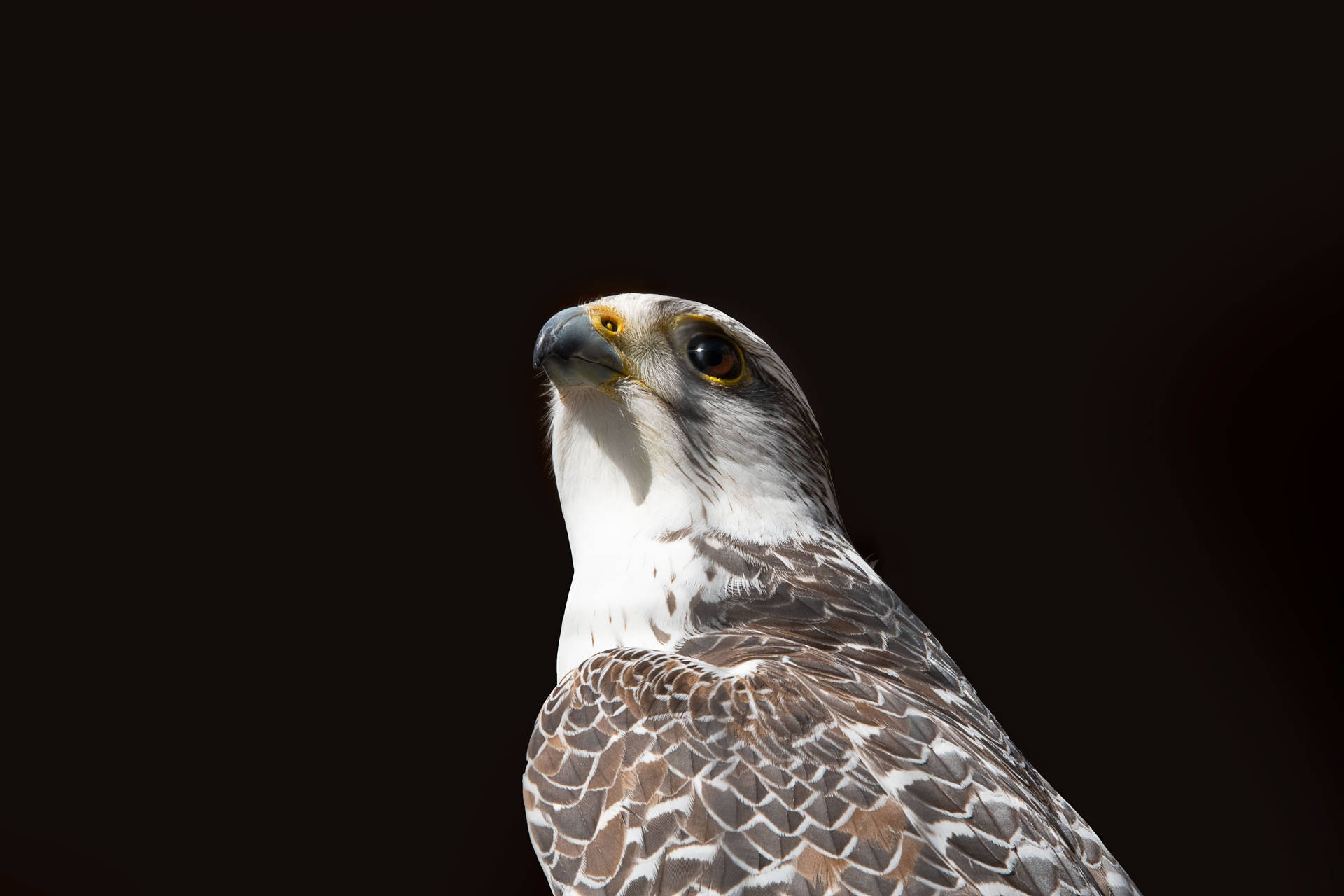 White Falcon With Brown Patches Background