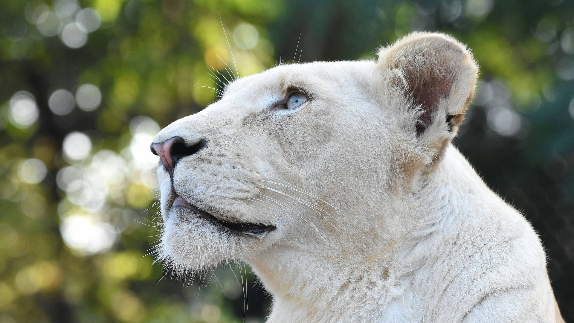 White Female Lion Desktop Background