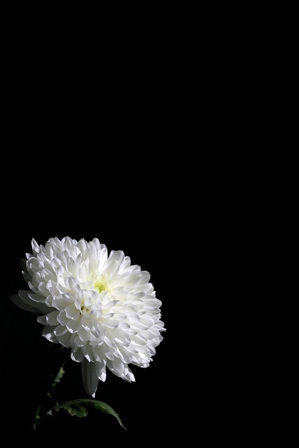 White Floral On Dark Background