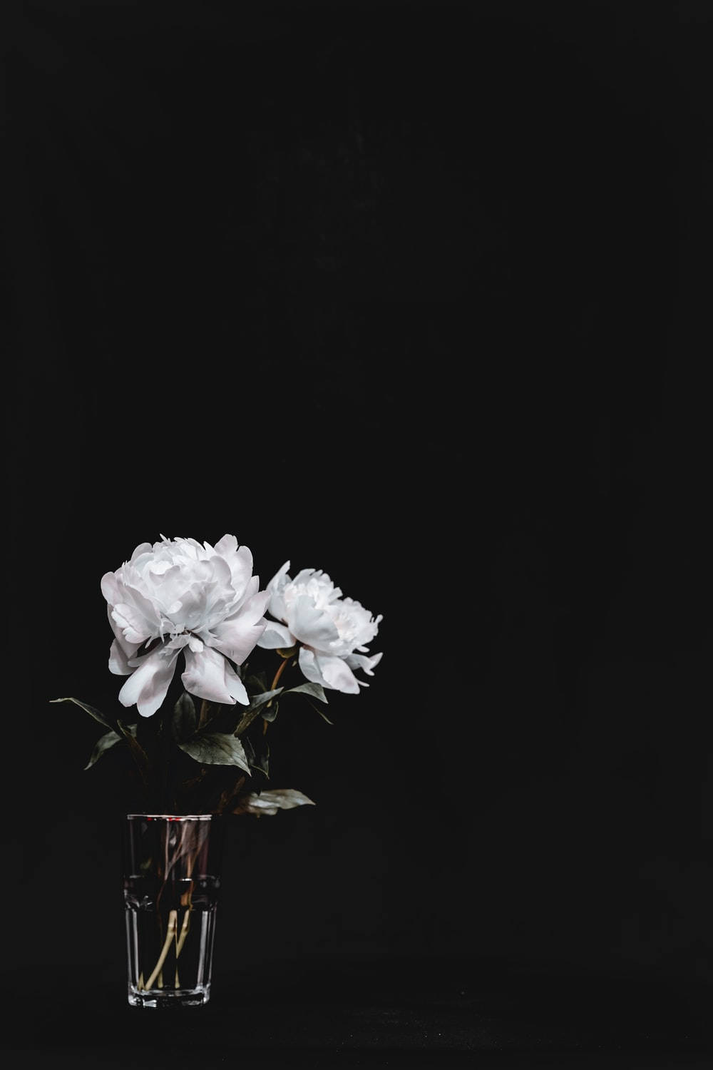 White Floral On Glass Dark Background Background