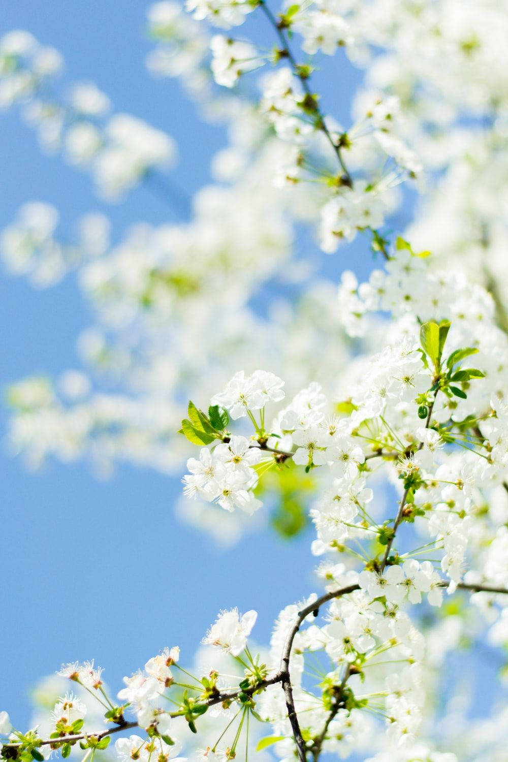 White Flower Against Blue Sky