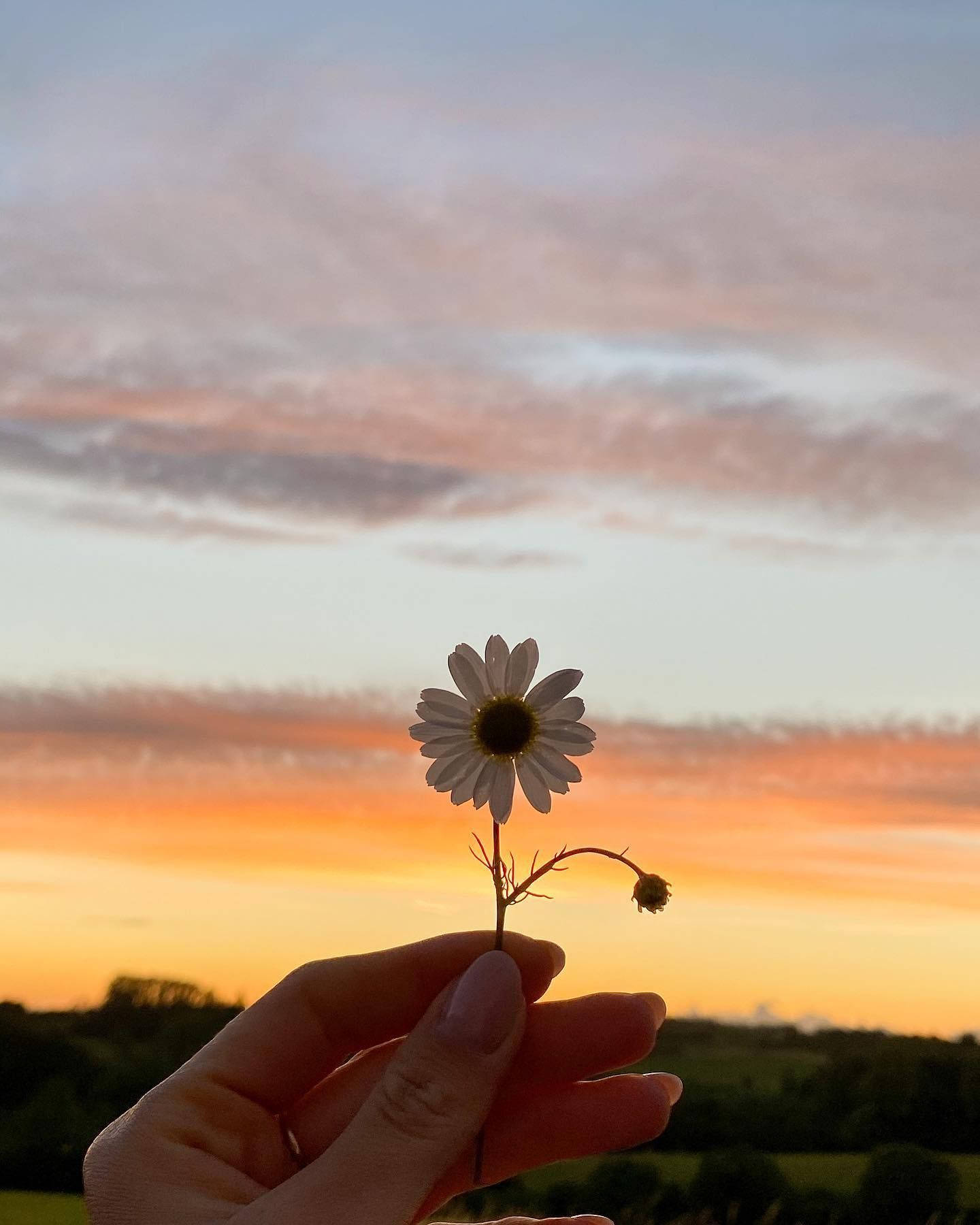 White Flower And Sunset Iphone Aesthetic Background