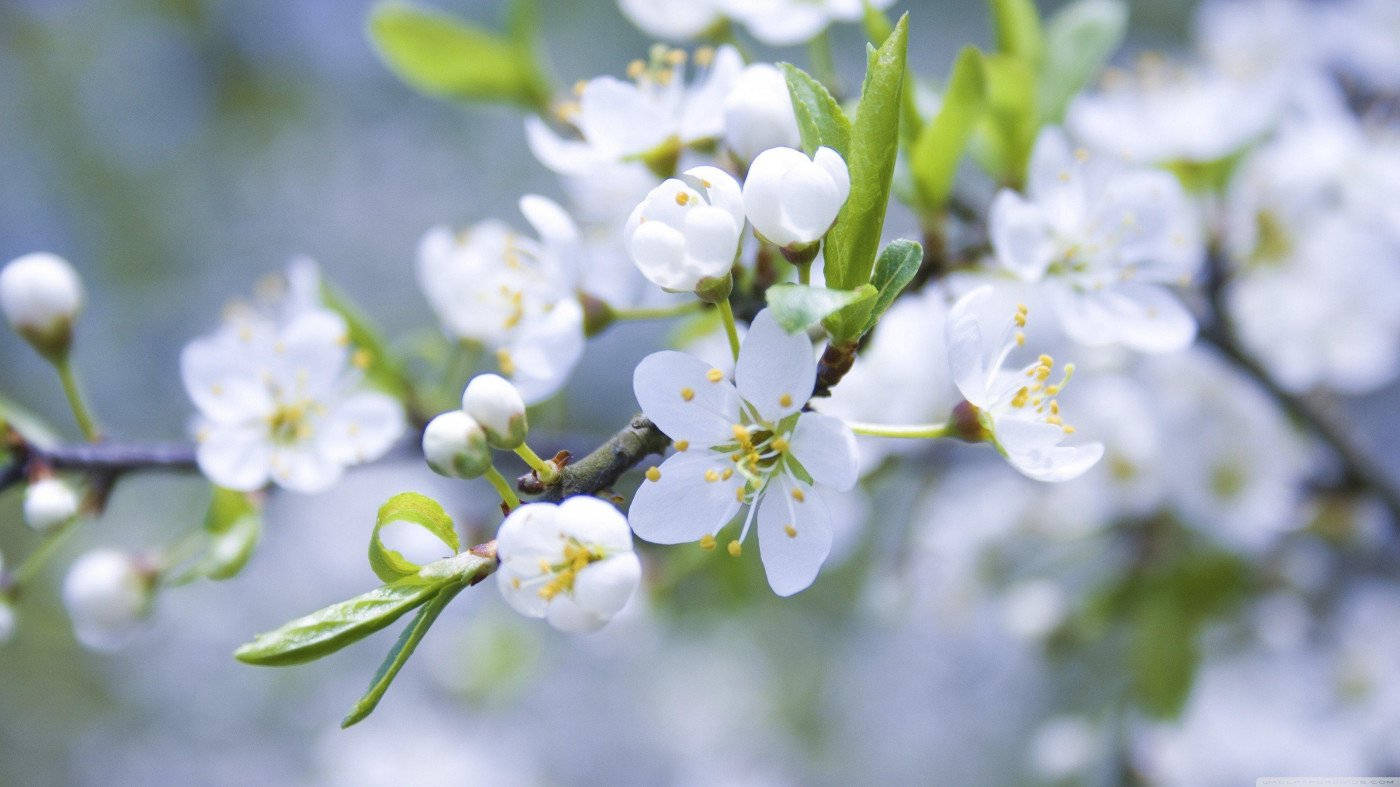 White Flower Apple Blossom