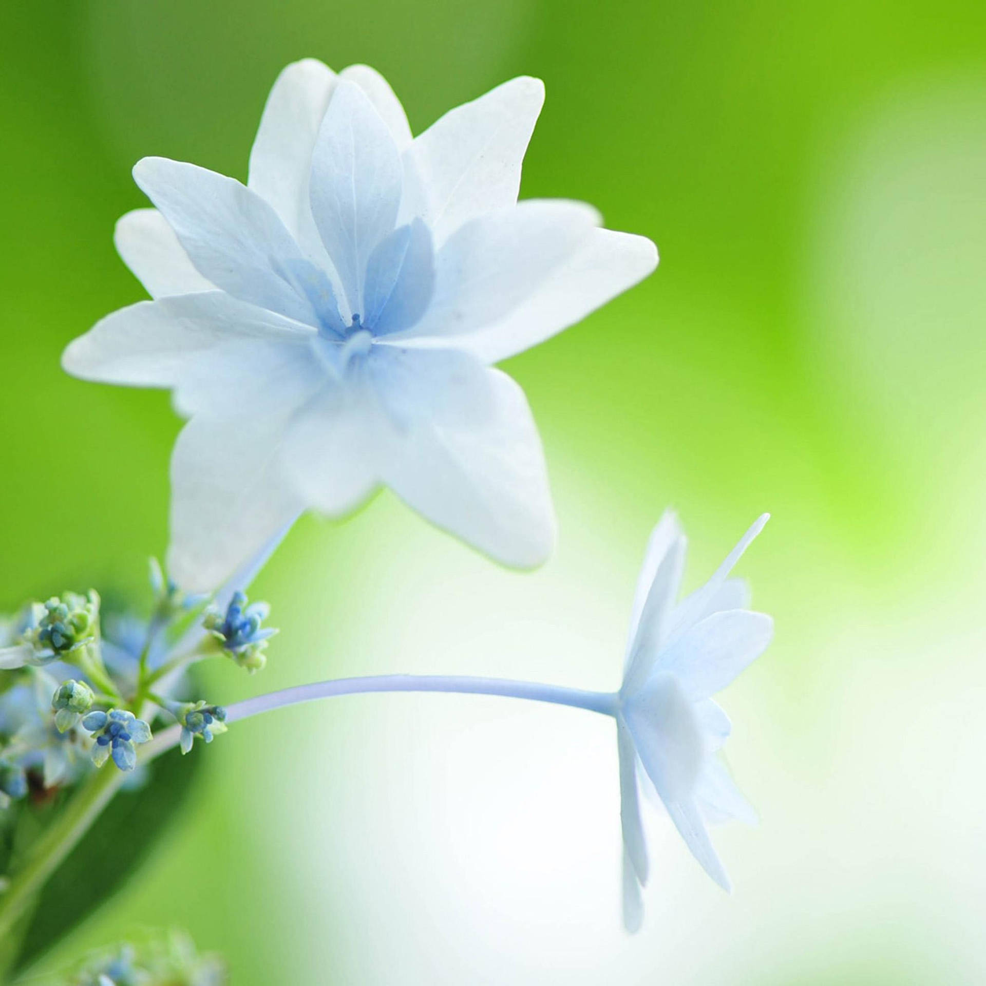 White Flower Arabian Jasmine