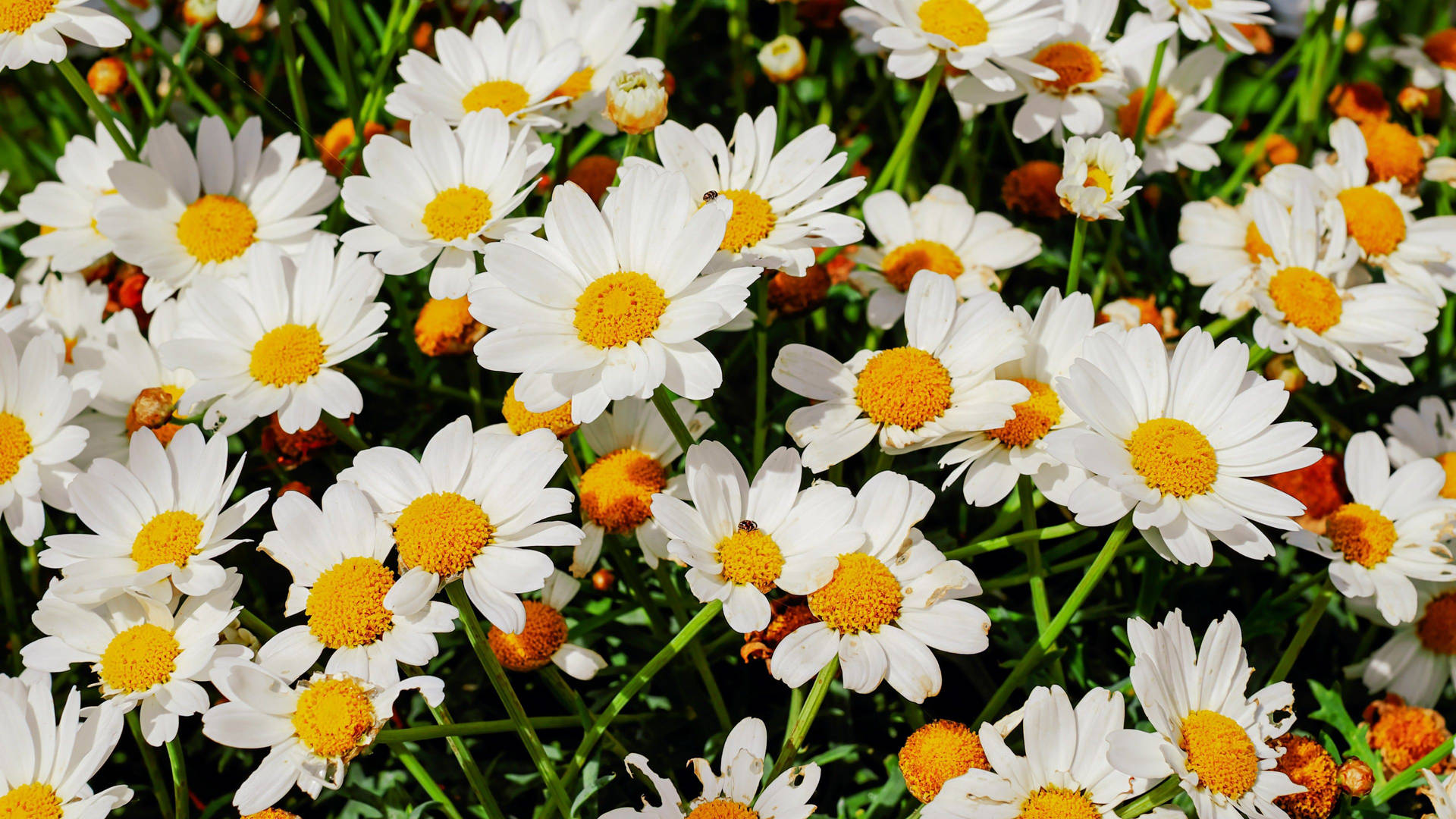 White Flower Beautiful Daisy