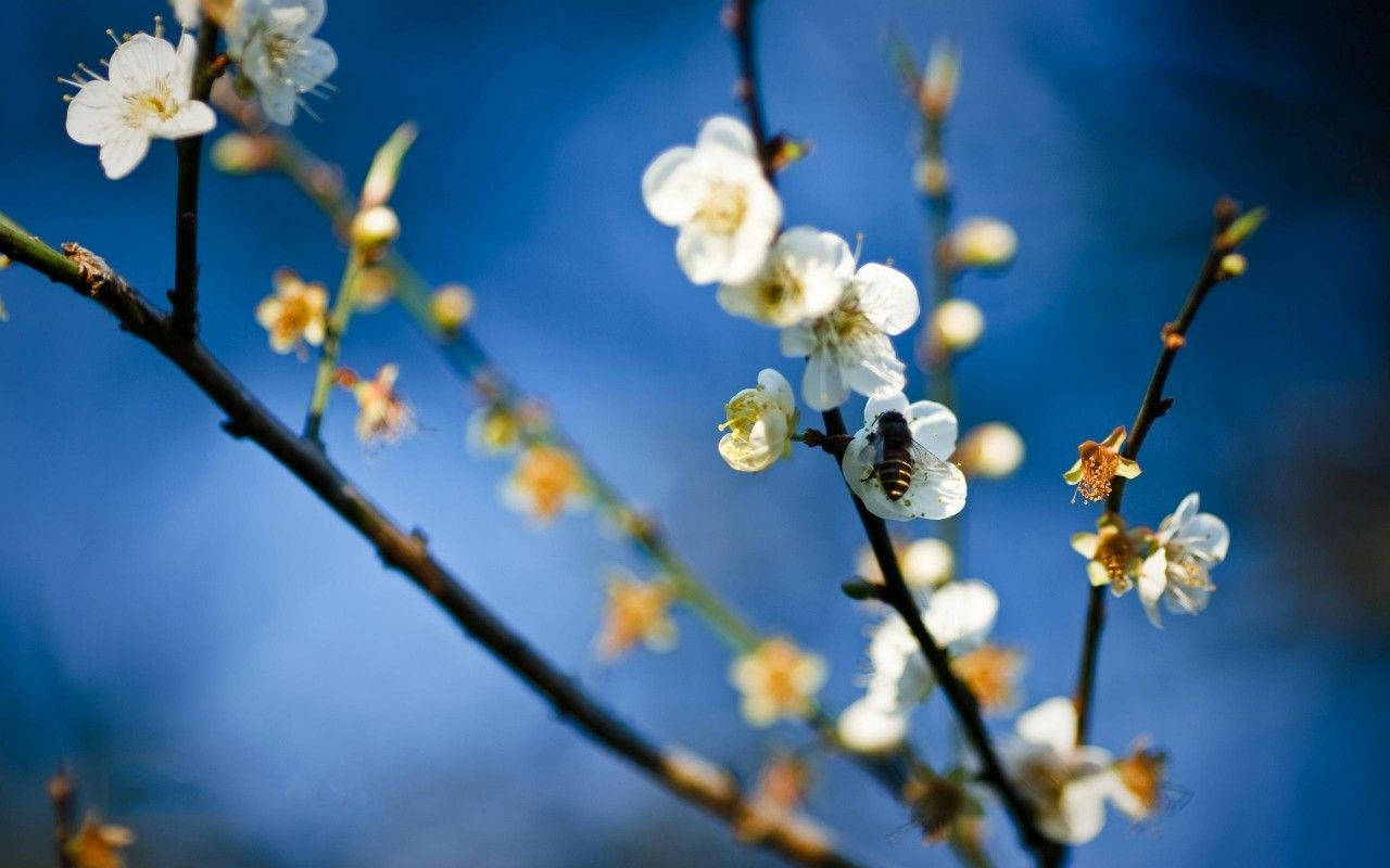 White Flower Bee