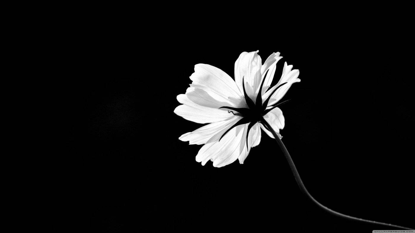 White Flower Black And White