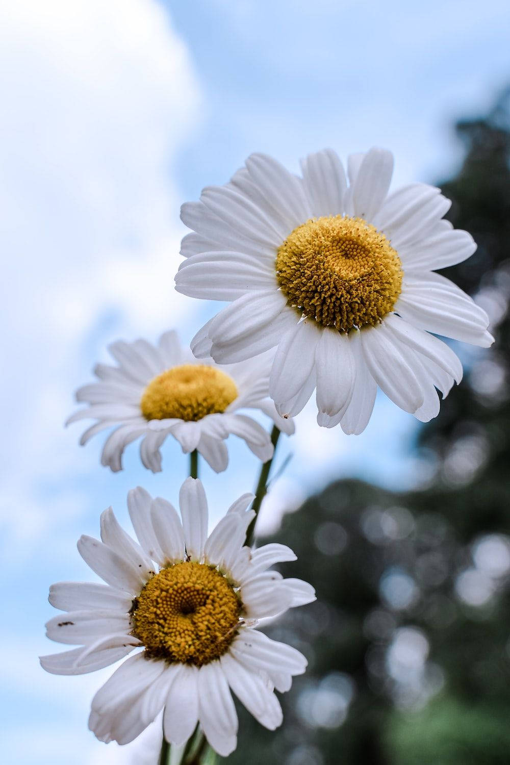 White Flower Blooming For Spring Iphone Background