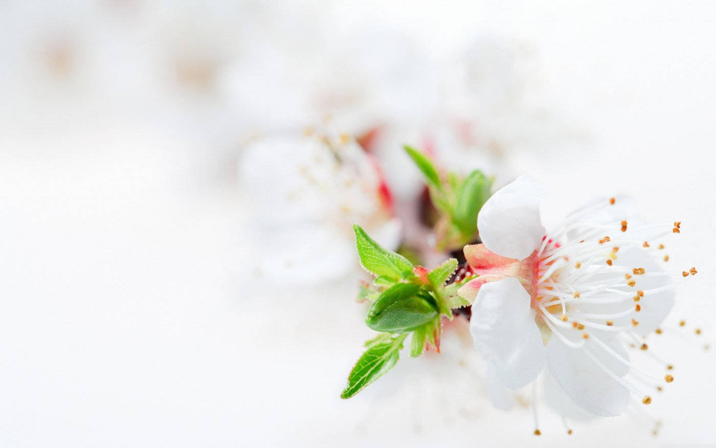 White Flower Blossom Tree