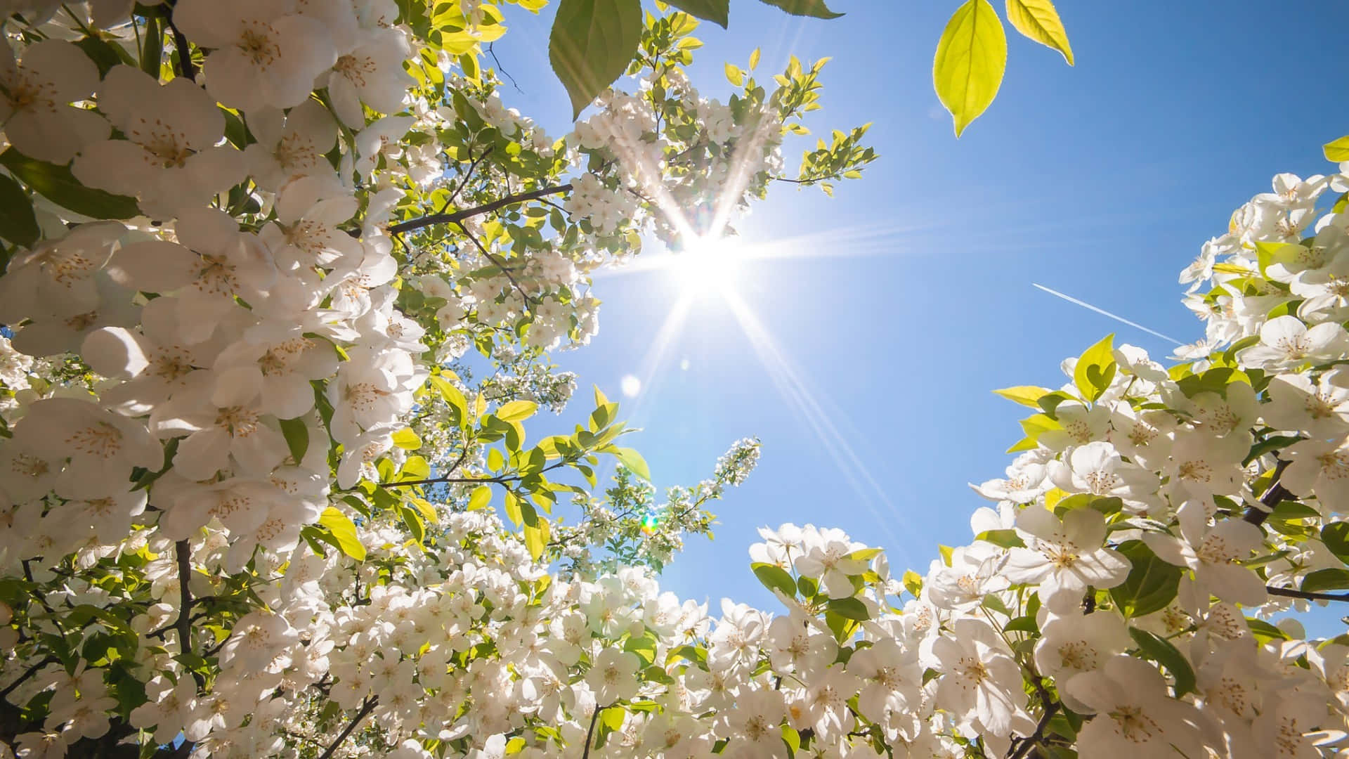 White Flower Blue Sky Aesthetic Cute Spring Background