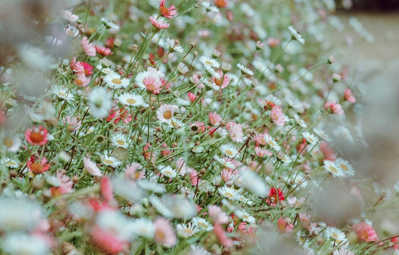 White Flower Bush