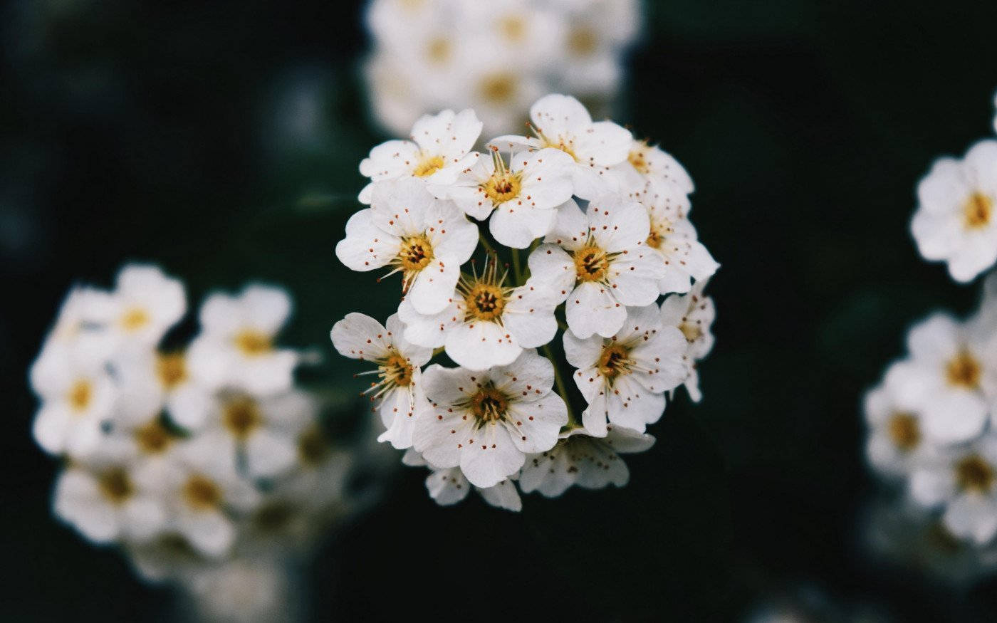 White Flower Callery Pear