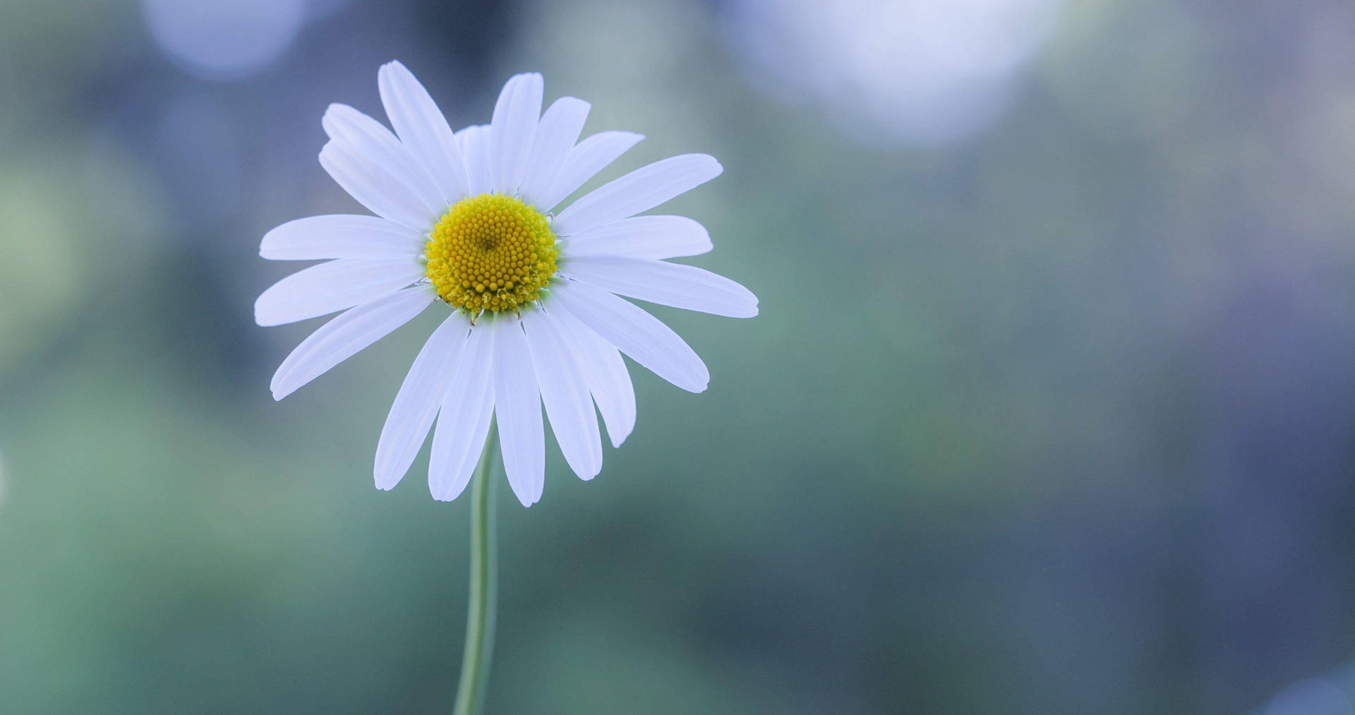 White Flower Chamomile