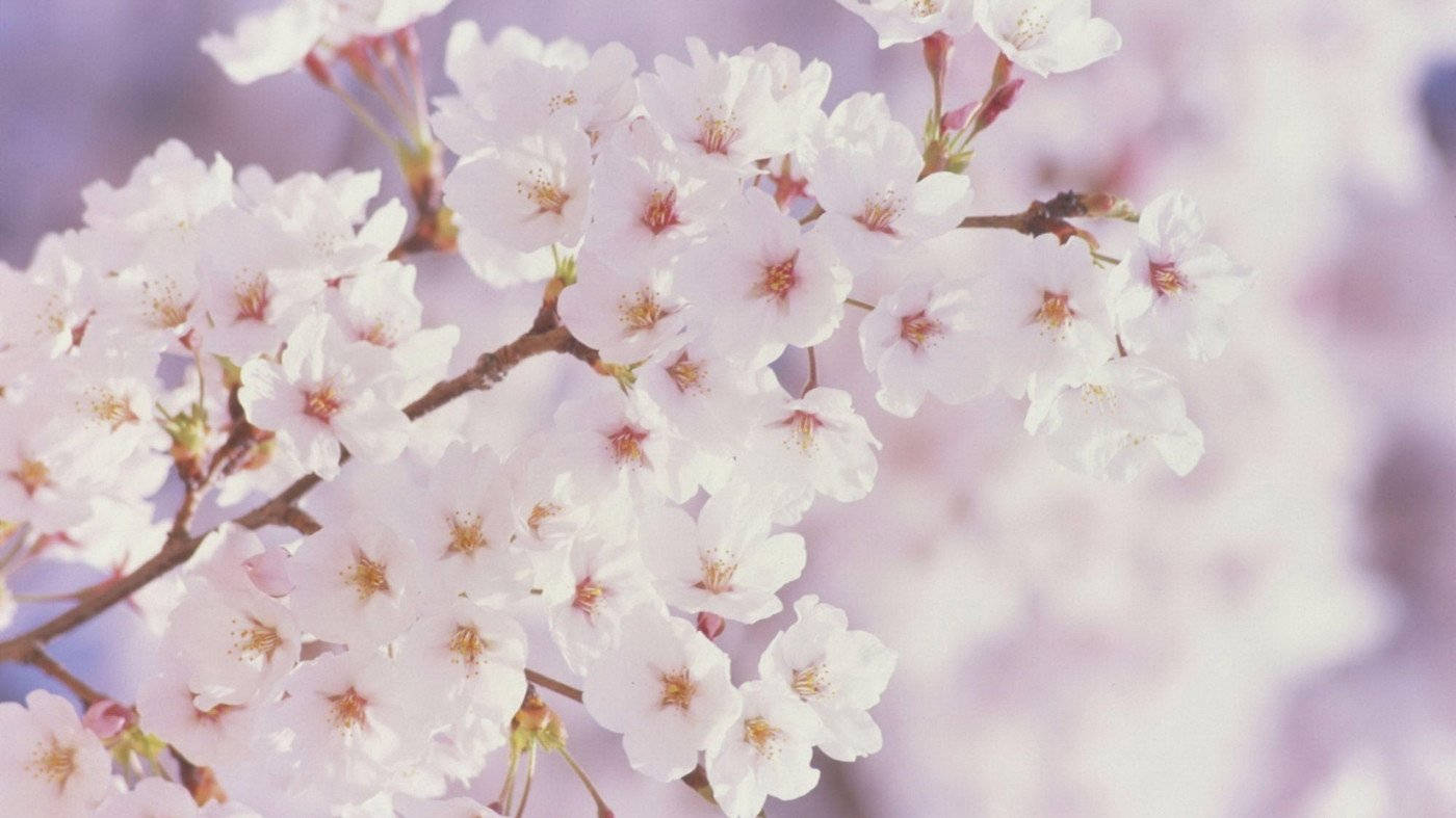 White Flower Cherry Blossom