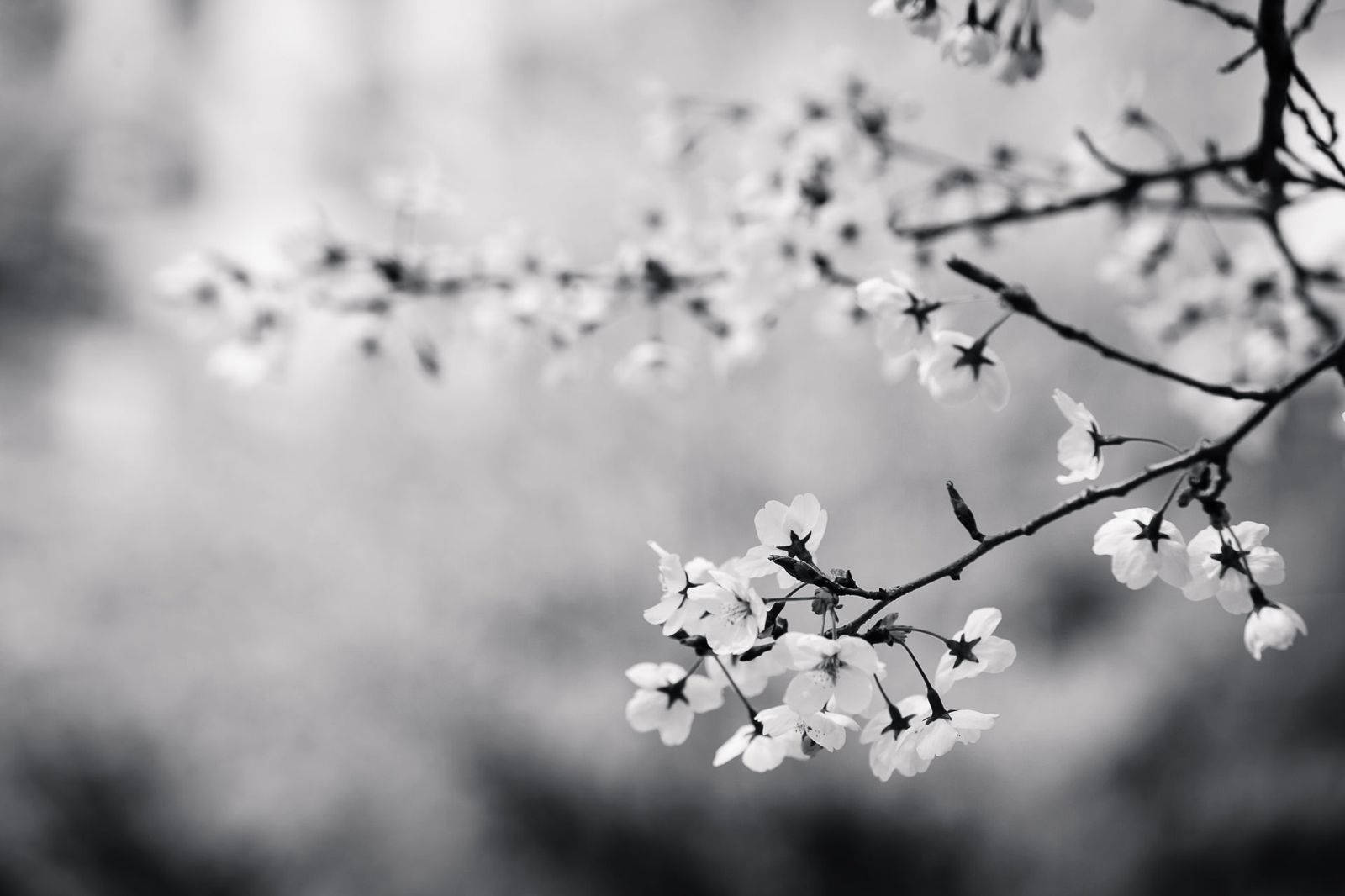 White Flower Cherry Blossom Mono Background