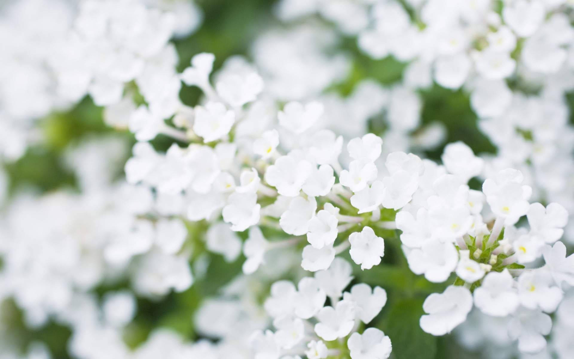 White Flower Close-up Focus