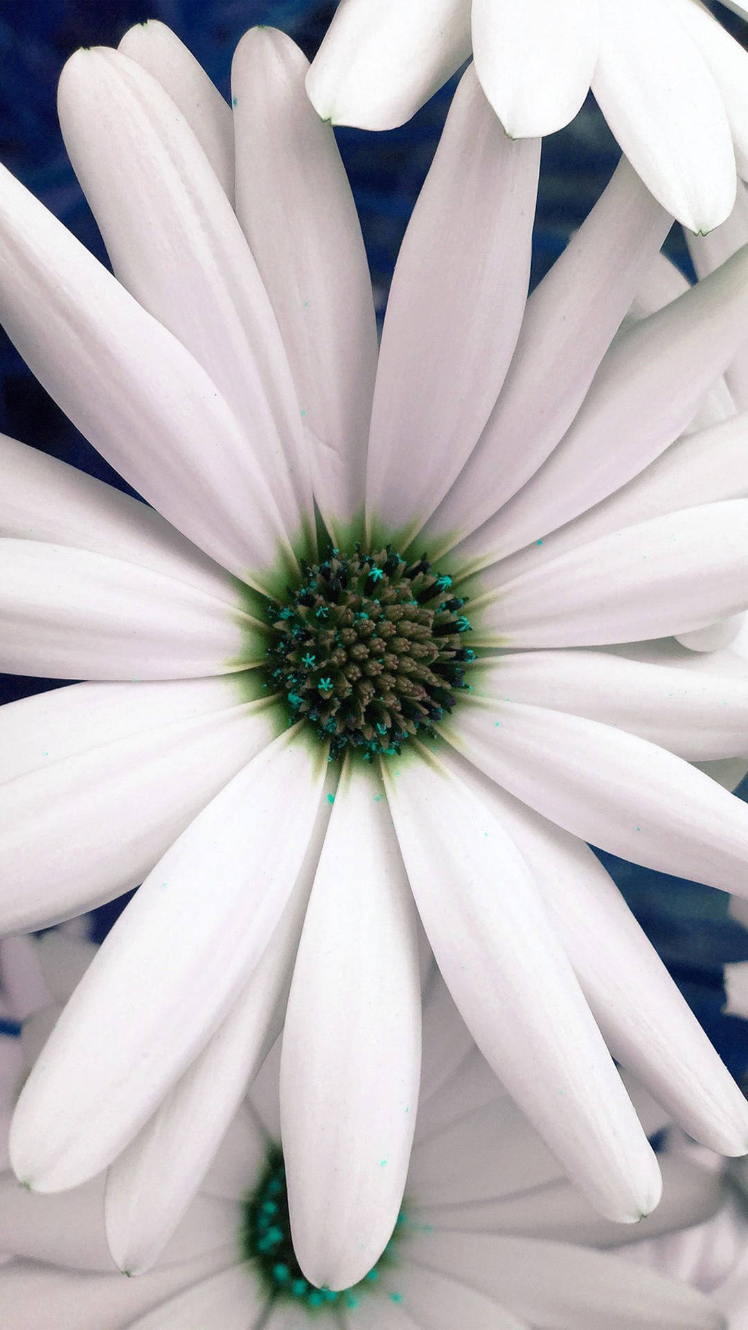 White Flower Common Daisy