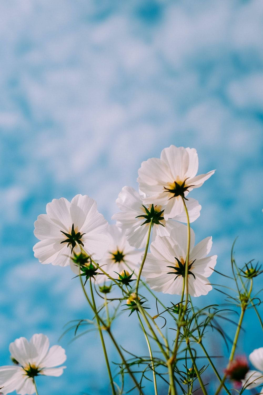 White Flower Cosmos