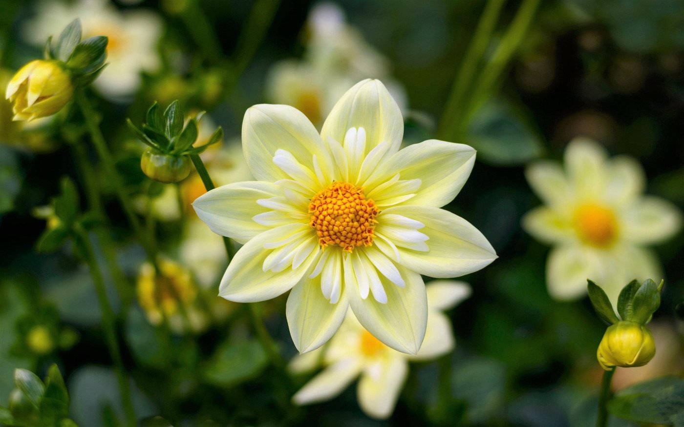 White Flower Dahlias