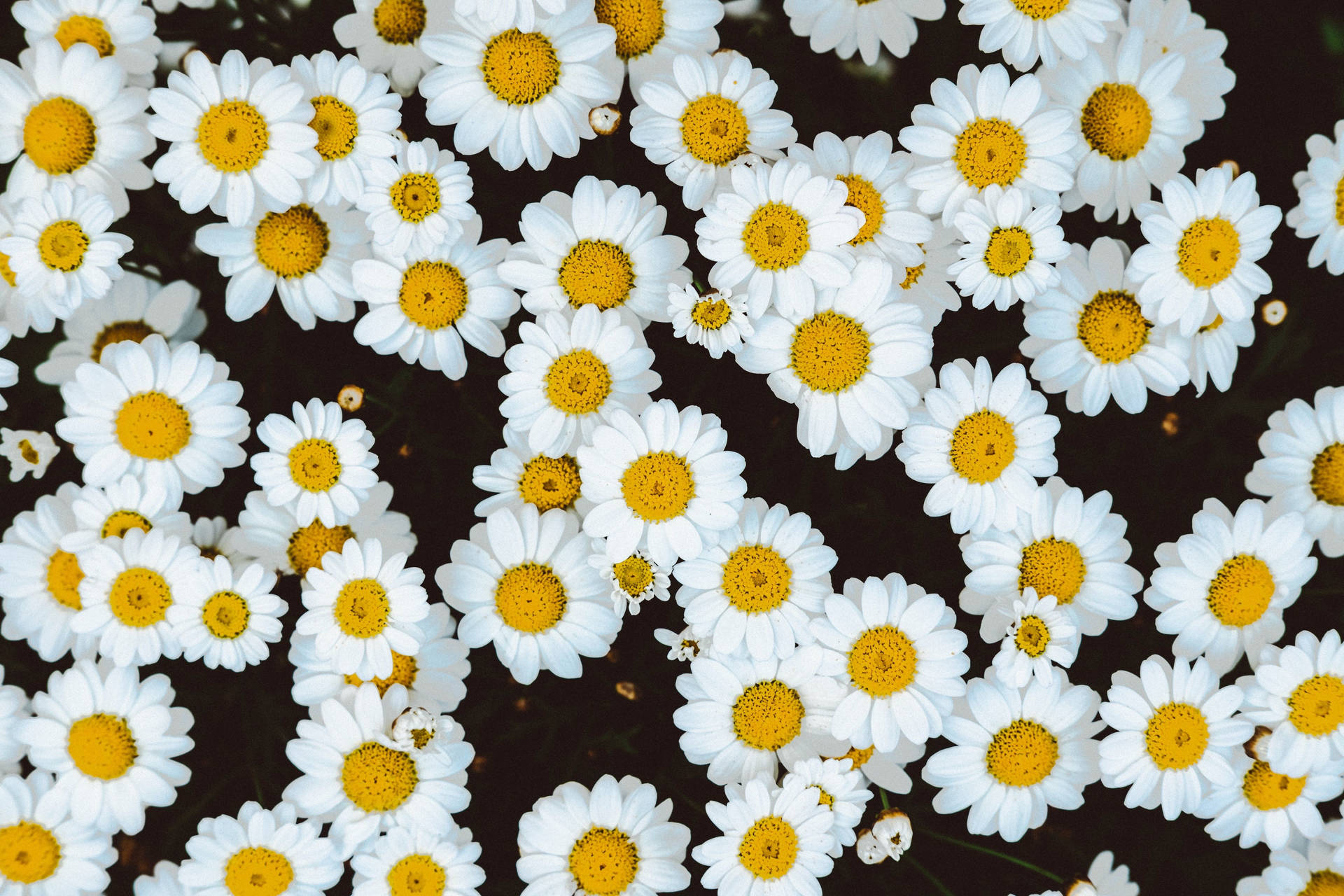 White Flower Daisies