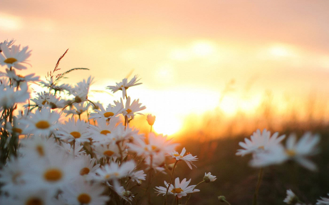 White Flower Daisies Blur