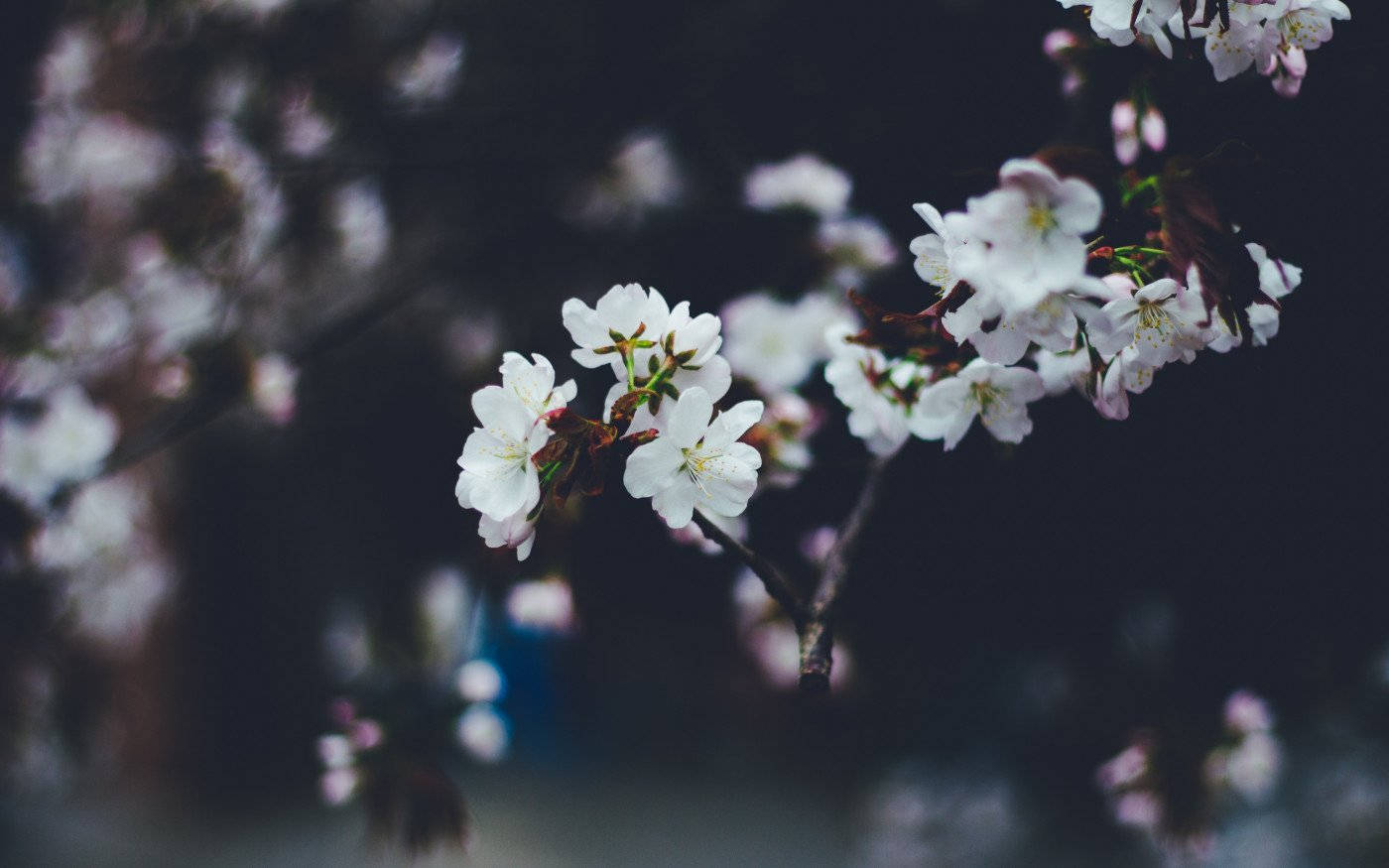 White Flower Dark