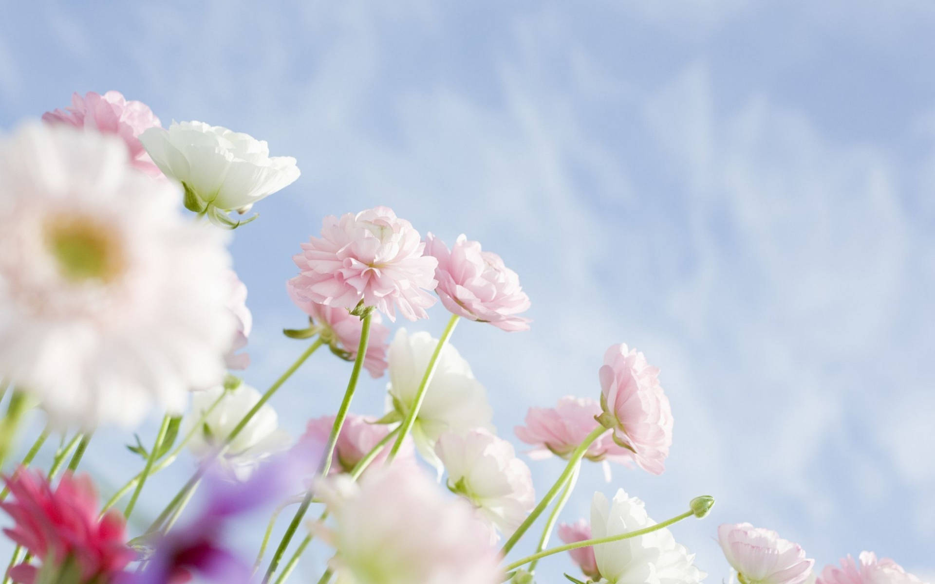 White Flower Facing Up