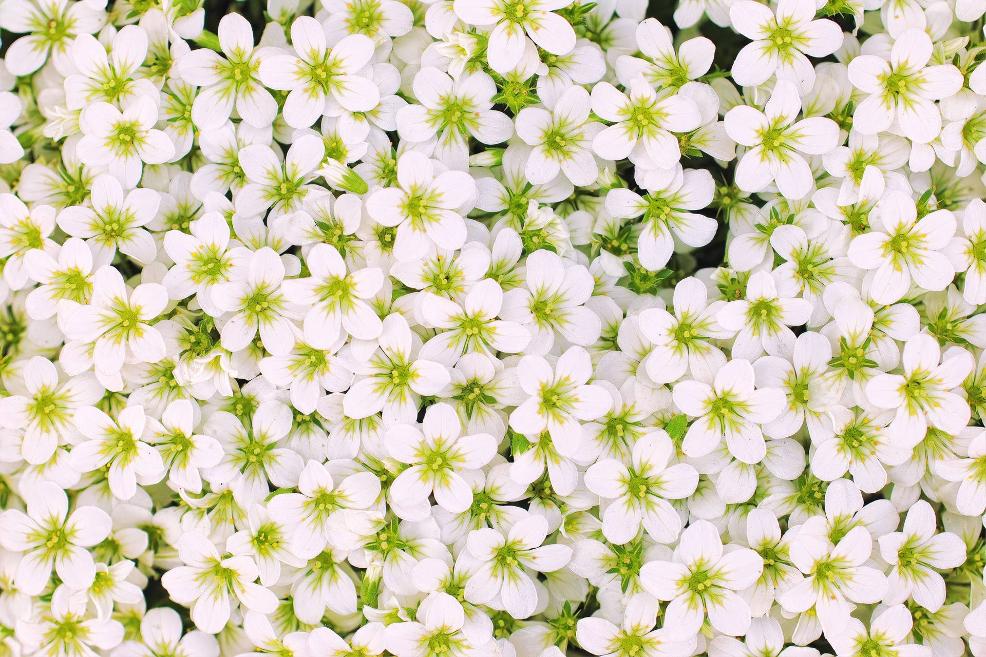 White Flower Filled Screen