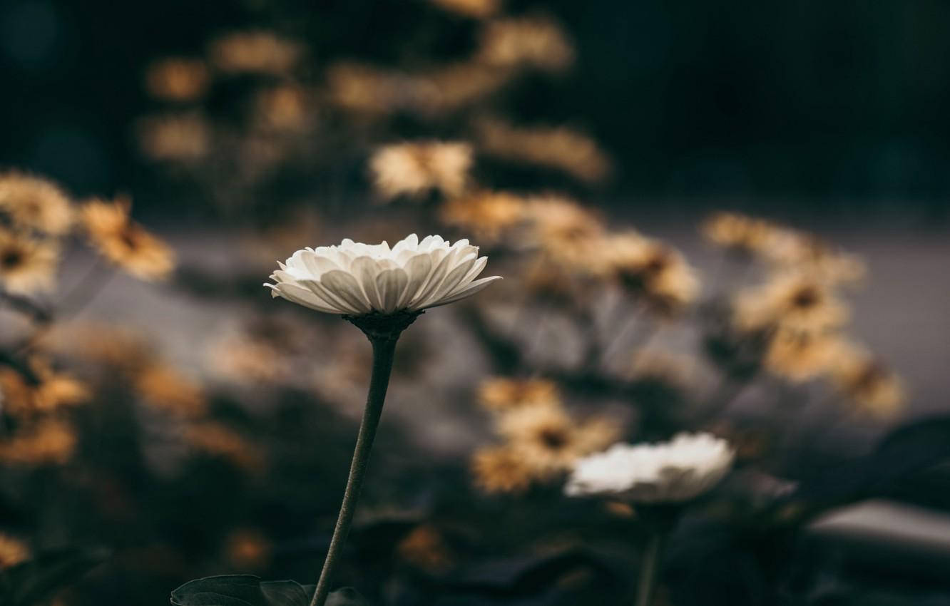 White Flower Focused