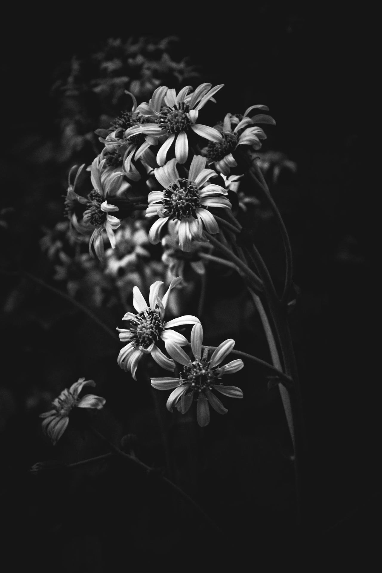 White Flower For Dark Iphone Aesthetic Background