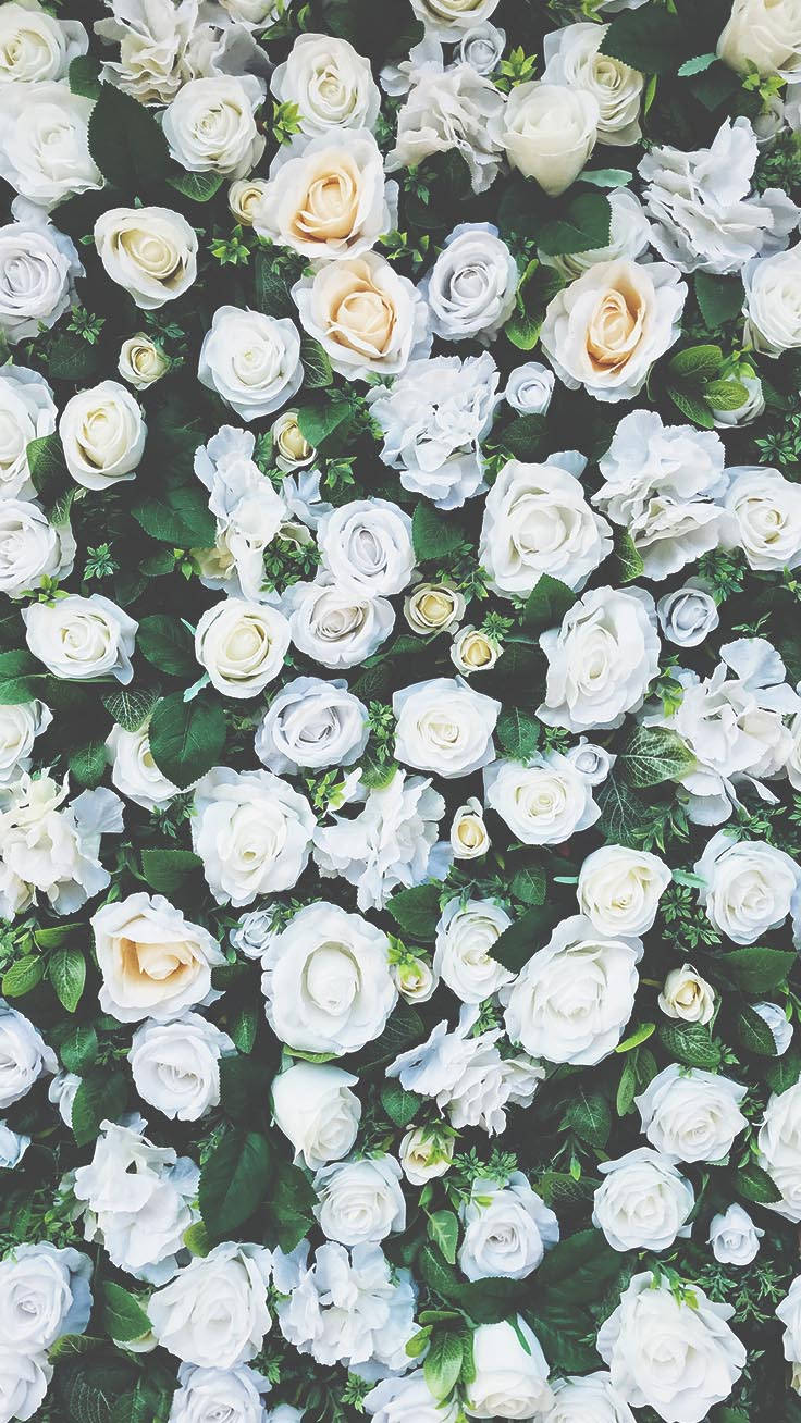 White Flower Garden Bush Iphone Screen Background