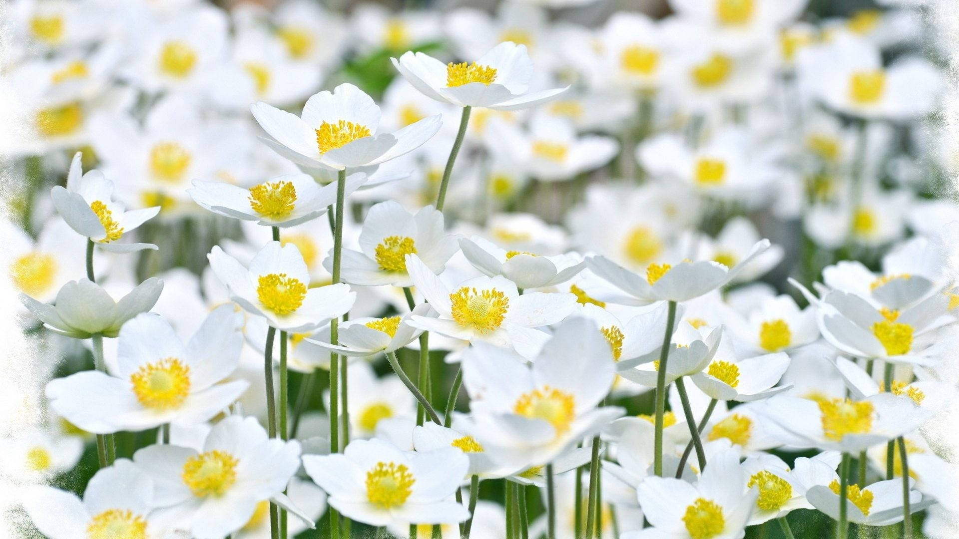 White Flower Garden Background
