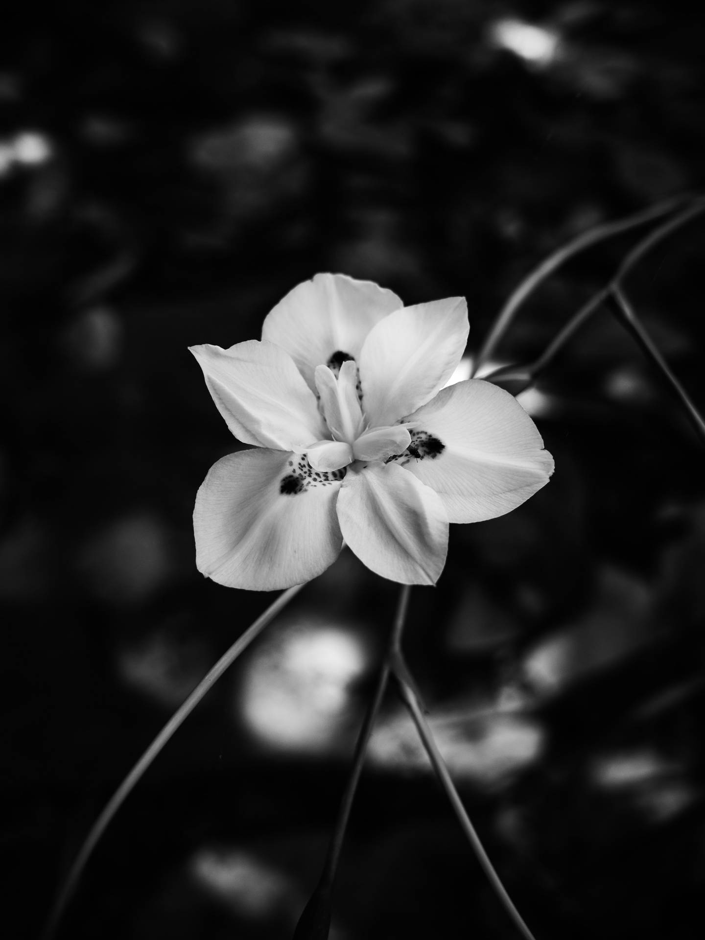 White Flower Gloomy Iphone Mood Background