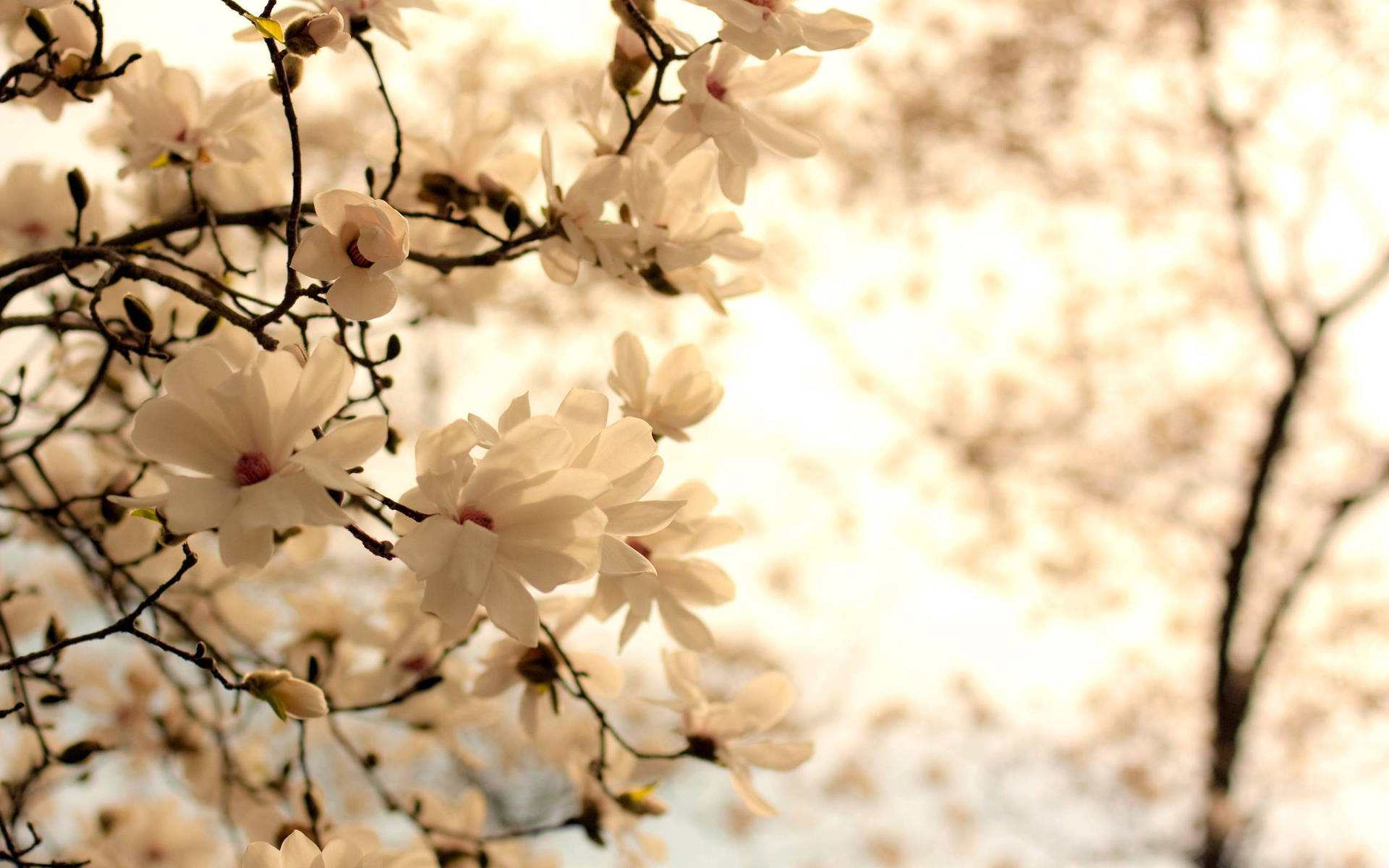 White Flower Golden Light